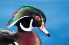 USA- New Mexico- Albuquerque. Male wood duck Art Print